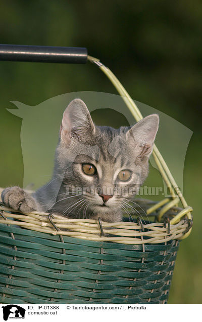 domestic cat / IP-01388