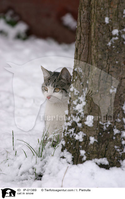 cat in snow / IP-01389