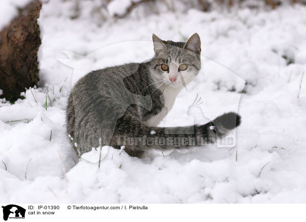 cat in snow / IP-01390