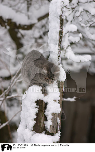 cat in snow / IP-01393