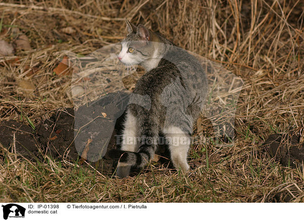 domestic cat / IP-01398