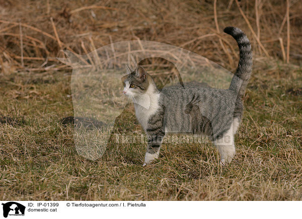domestic cat / IP-01399