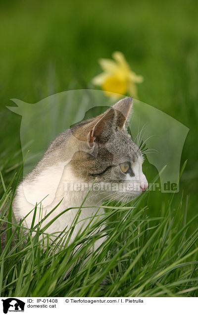 Hauskatze / domestic cat / IP-01408