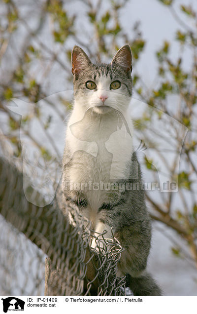 domestic cat / IP-01409