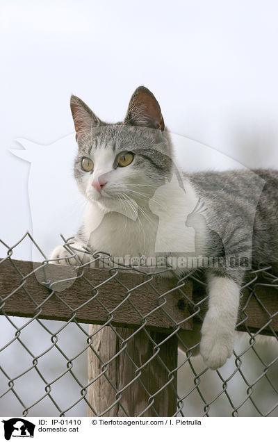 domestic cat / IP-01410