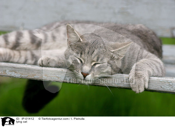 liegende Katze / lying cat / IP-01412