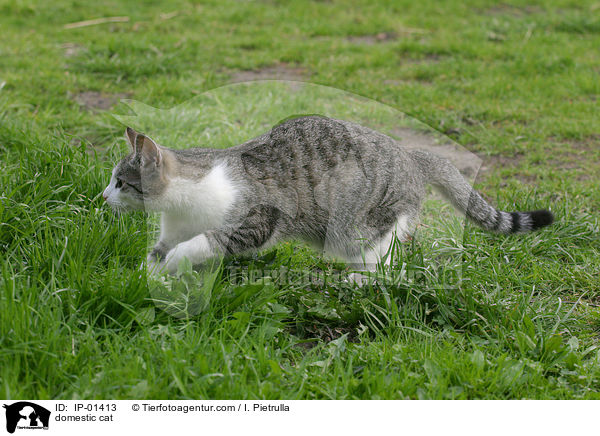 domestic cat / IP-01413