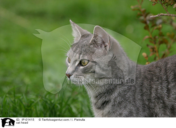 Katze Portrait / cat head / IP-01415