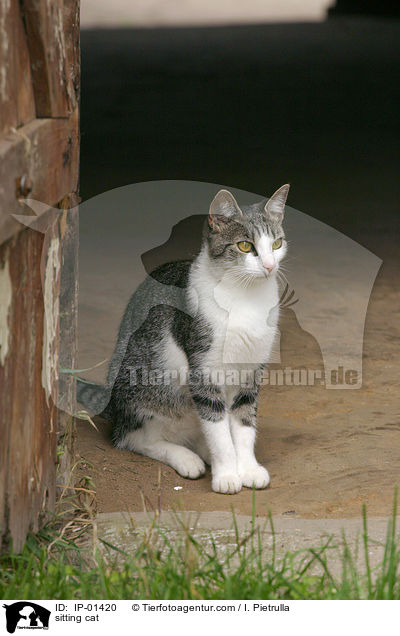 sitting cat / IP-01420