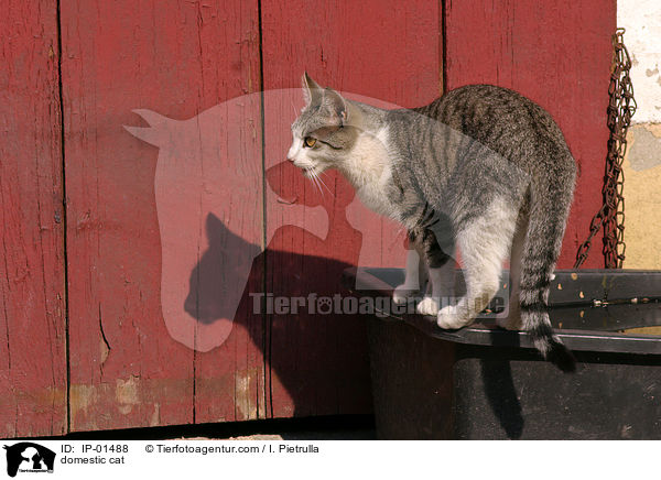 Katze / domestic cat / IP-01488