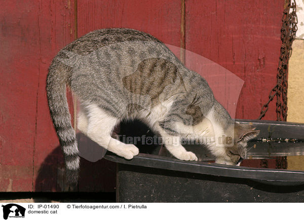 Katze / domestic cat / IP-01490