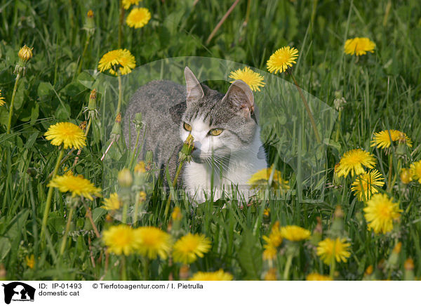 Katze / domestic cat / IP-01493