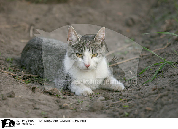 Katze / domestic cat / IP-01497