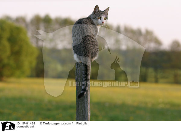 domestic cat / IP-01498