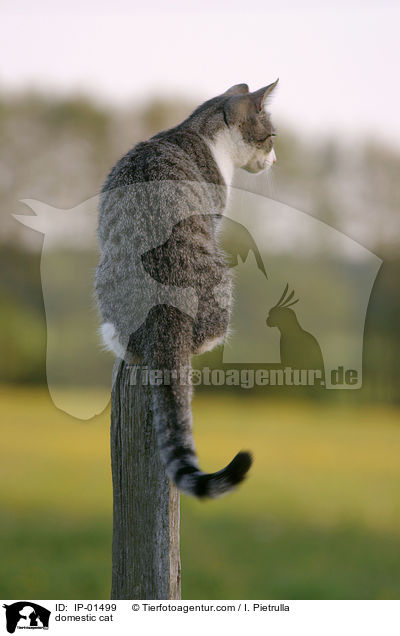 domestic cat / IP-01499