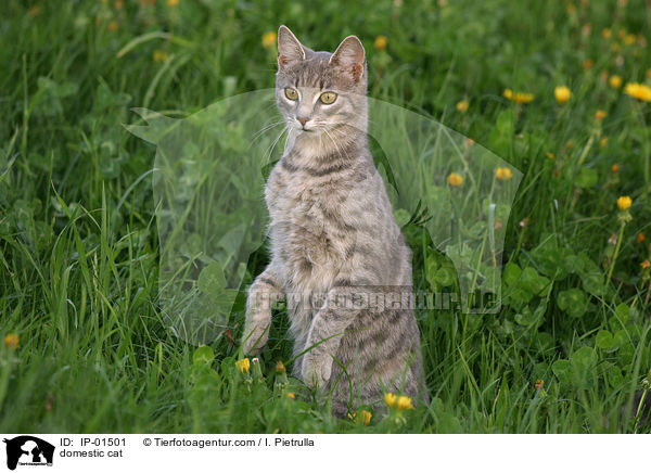 domestic cat / IP-01501