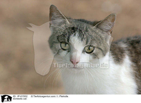 Katze / domestic cat / IP-01502