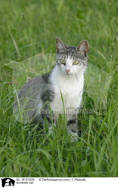 domestic cat / IP-01505