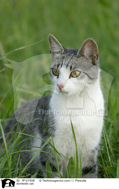 domestic cat / IP-01506