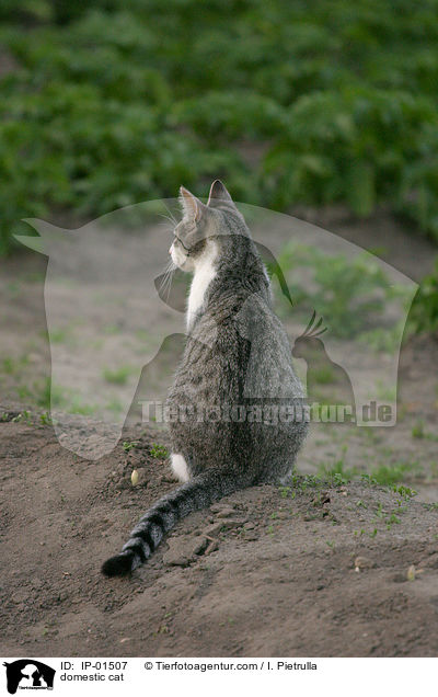 domestic cat / IP-01507