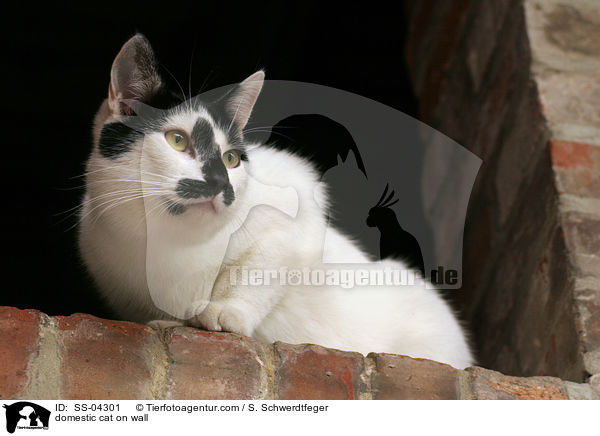 domestic cat on wall / SS-04301