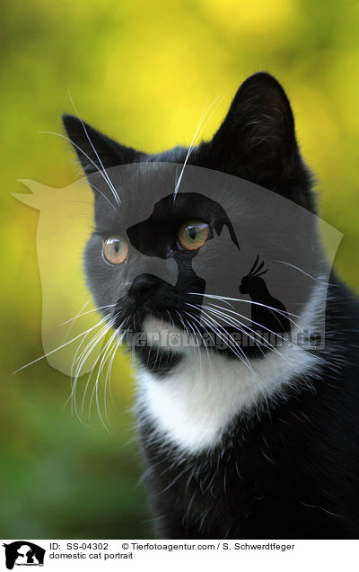 domestic cat portrait / SS-04302