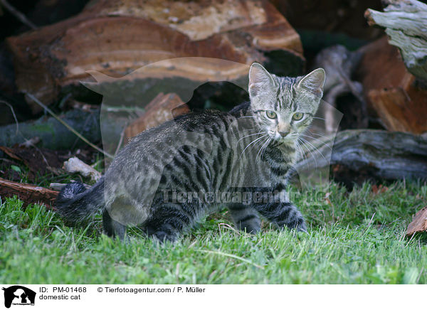 domestic cat / PM-01468