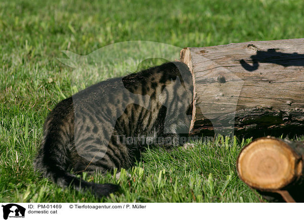 domestic cat / PM-01469