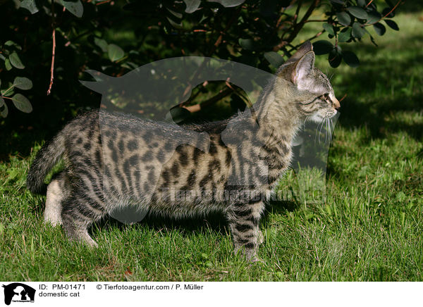 domestic cat / PM-01471