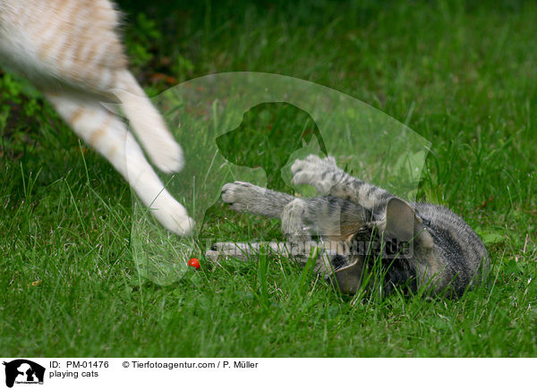 playing cats / PM-01476