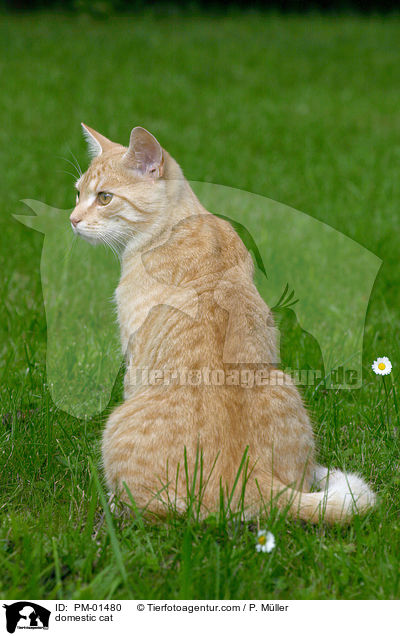 domestic cat / PM-01480
