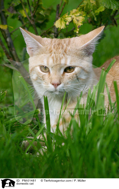 domestic cat / PM-01481