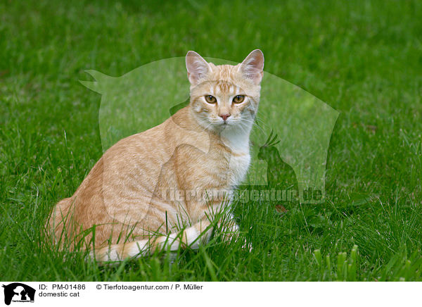 domestic cat / PM-01486