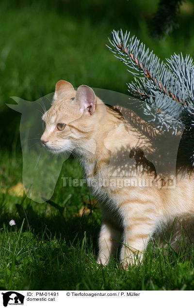 domestic cat / PM-01491