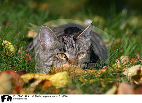 domestic cat / PM-01493
