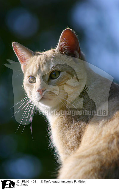 cat head / PM-01494