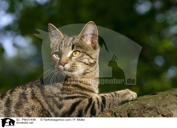 domestic cat / PM-01496