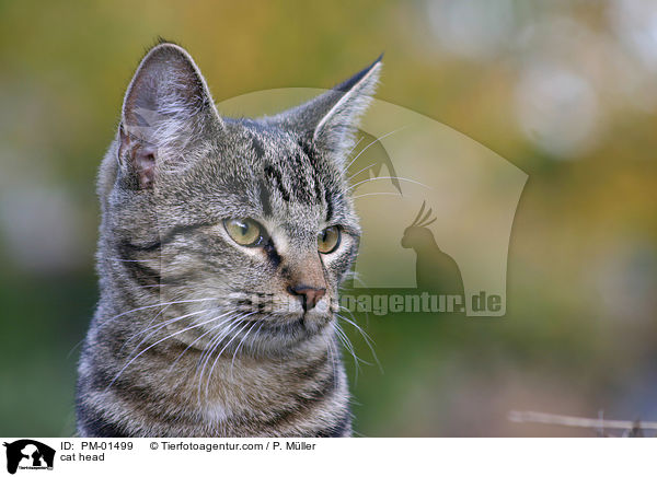 cat head / PM-01499