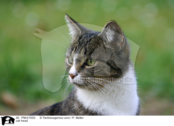 cat head / PM-01500