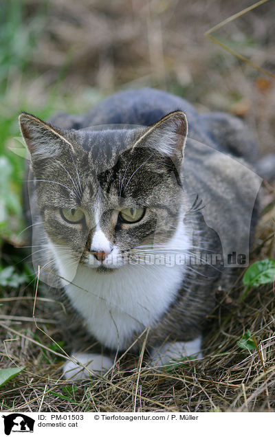 Hauskatze / domestic cat / PM-01503