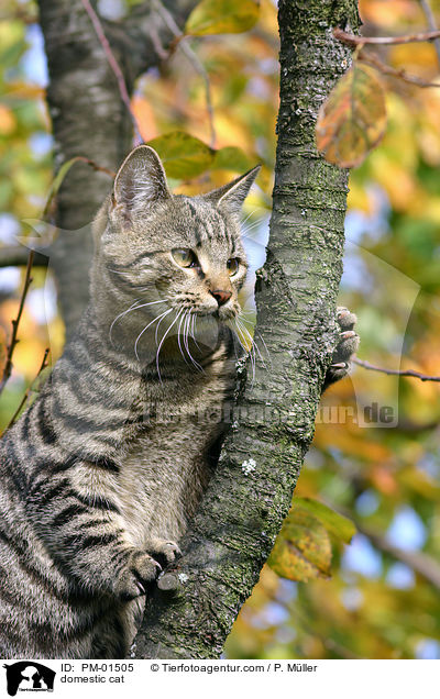 domestic cat / PM-01505