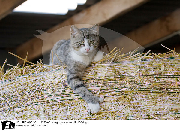 domestic cat on straw / BD-00540