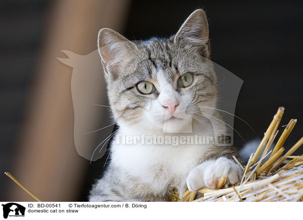 domestic cat on straw / BD-00541