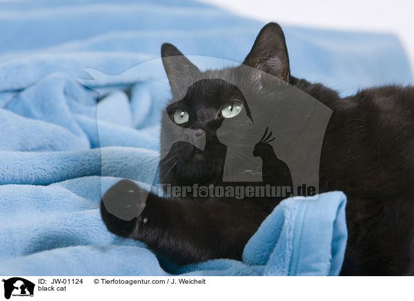 schwarze Katze / black cat / JW-01124