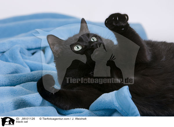 schwarze Katze / black cat / JW-01126