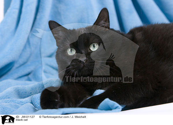 black cat / JW-01127