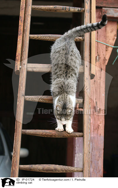 Katze auf der Leiter / climbing cat / IP-01724