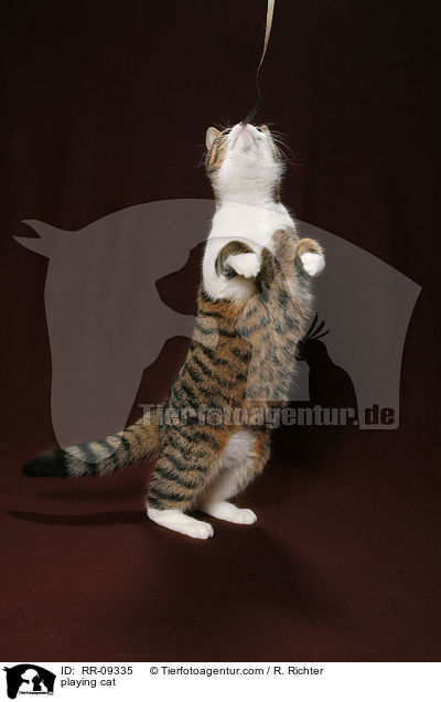 spielende Katze / playing cat / RR-09335