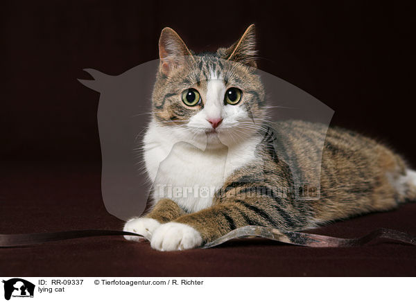 liegende Katze / lying cat / RR-09337