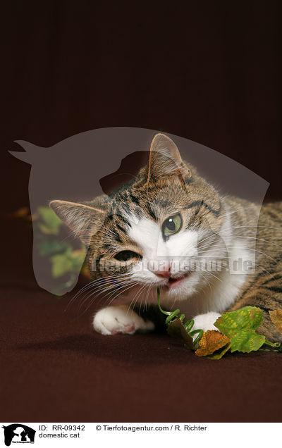 Katze / domestic cat / RR-09342